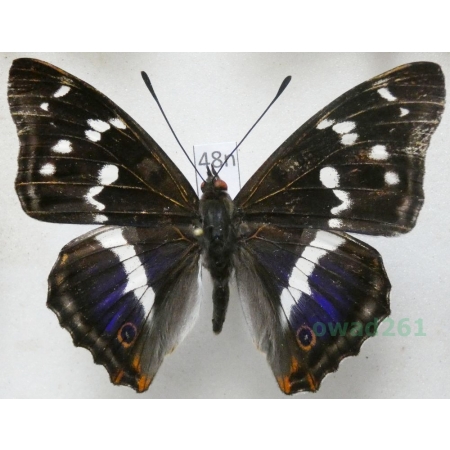 Apatura iris (Linnaeus, 1758) Mieniak tęczowiec Poland48n